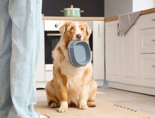 Ensuring Pet Safety During the Holiday Season