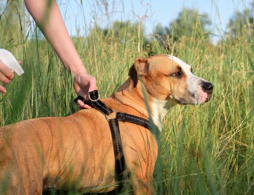 Defend Your Pet Friend: Why Year-Round Parasite Prevention is a Must