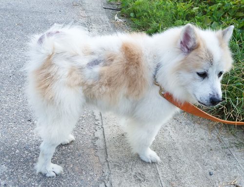 Understanding Thyroid Disorders in Pets: A Trusted Guide for Brea Pet Owners