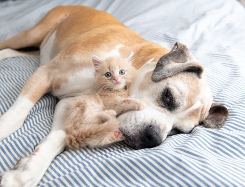 Understanding Senior Pet Pain: Expert Insights from Aloha Veterinary Hospital